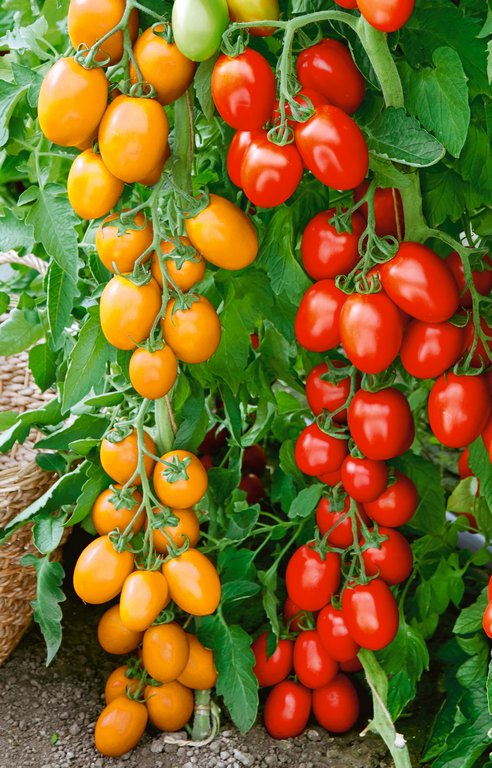 Archivnummer: N1712485