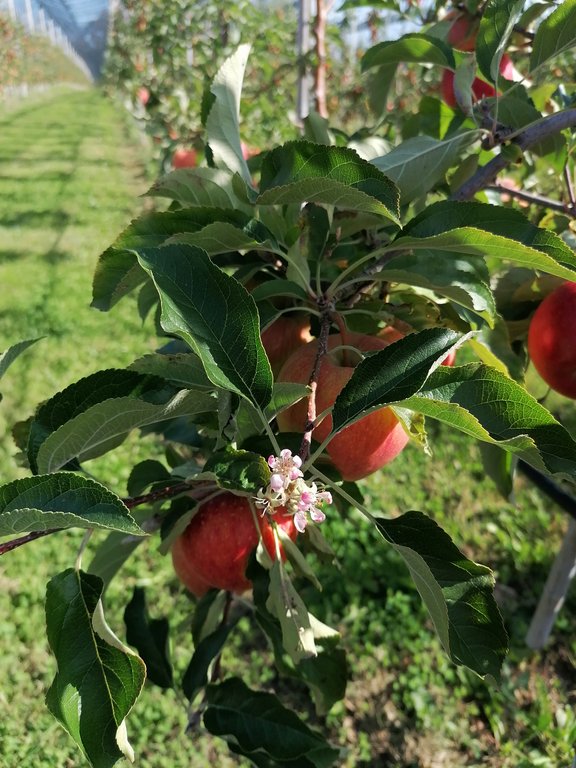 Herbstliche Blüte aufgrund der warmen Witterung